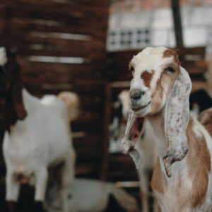 Goat
