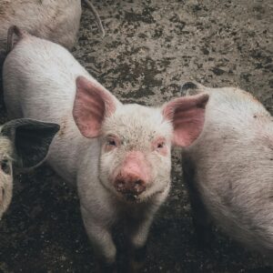 Pig